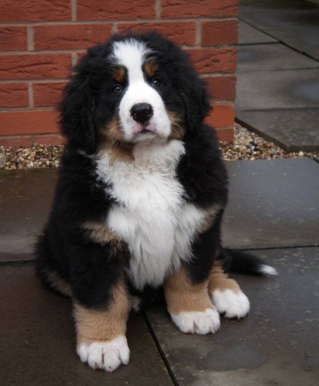 Hapke bernese hot sale mountain dog